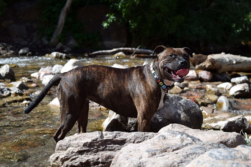 33 Classic English Dog Breeds: From Bullmastiff to Yorkshire Terrier