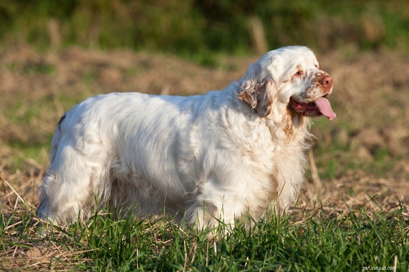 33 Classic English Dog Breeds: From Bullmastiff to Yorkshire Terrier