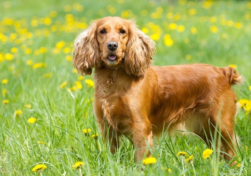 33 Classic English Dog Breeds: From Bullmastiff to Yorkshire Terrier