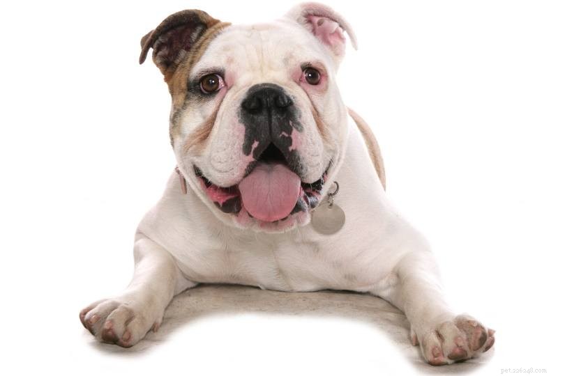 33 Classic English Dog Breeds: From Bullmastiff to Yorkshire Terrier