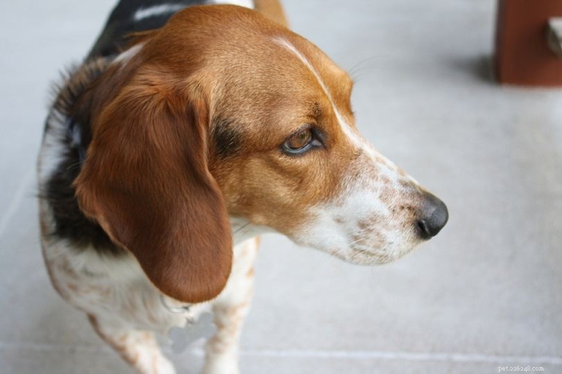 33 Classic English Dog Breeds: From Bullmastiff to Yorkshire Terrier