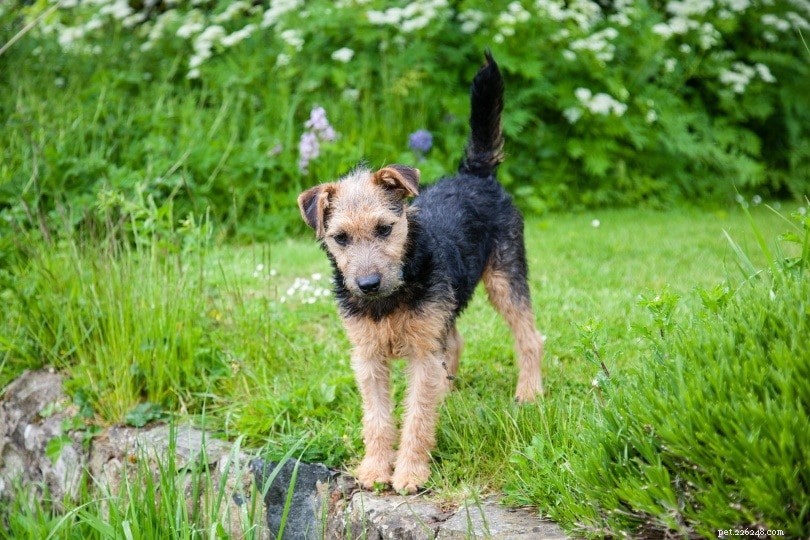 33 Classic English Dog Breeds: From Bullmastiff to Yorkshire Terrier