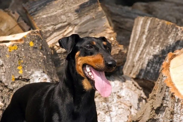 33 Classic English Dog Breeds: From Bullmastiff to Yorkshire Terrier