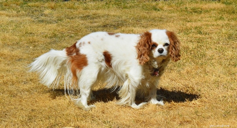 33 Classic English Dog Breeds: From Bullmastiff to Yorkshire Terrier