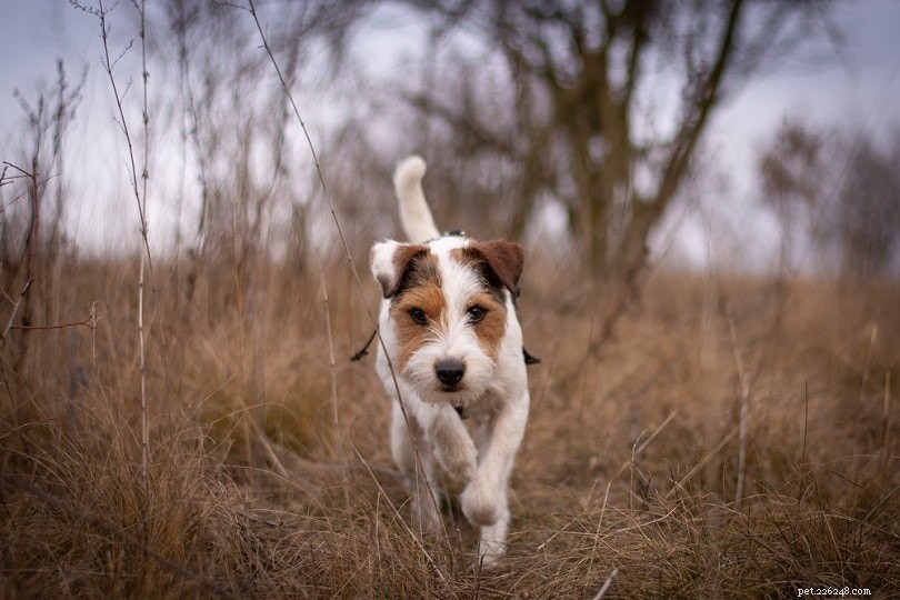 33 Classic English Dog Breeds: From Bullmastiff to Yorkshire Terrier