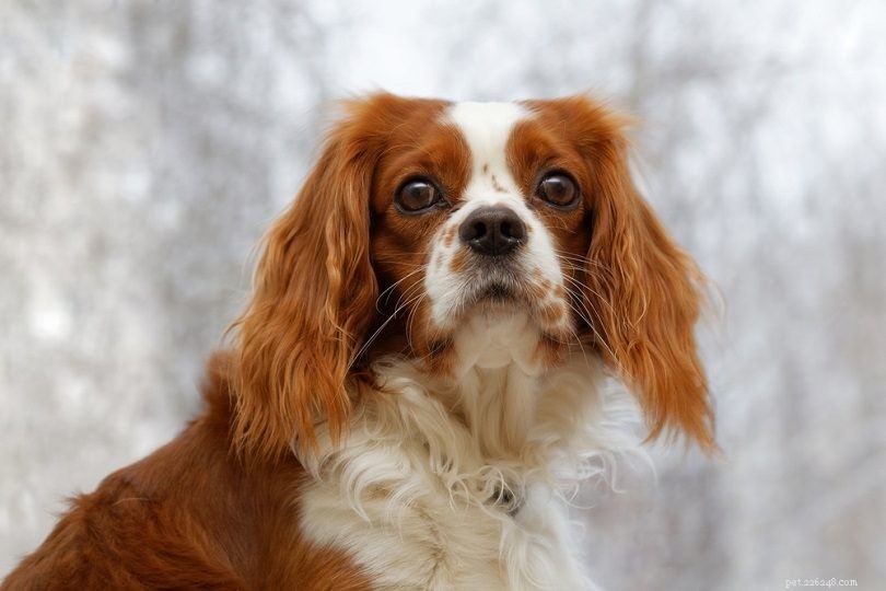 33 Classic English Dog Breeds: From Bullmastiff to Yorkshire Terrier