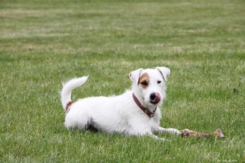 33 Classic English Dog Breeds: From Bullmastiff to Yorkshire Terrier