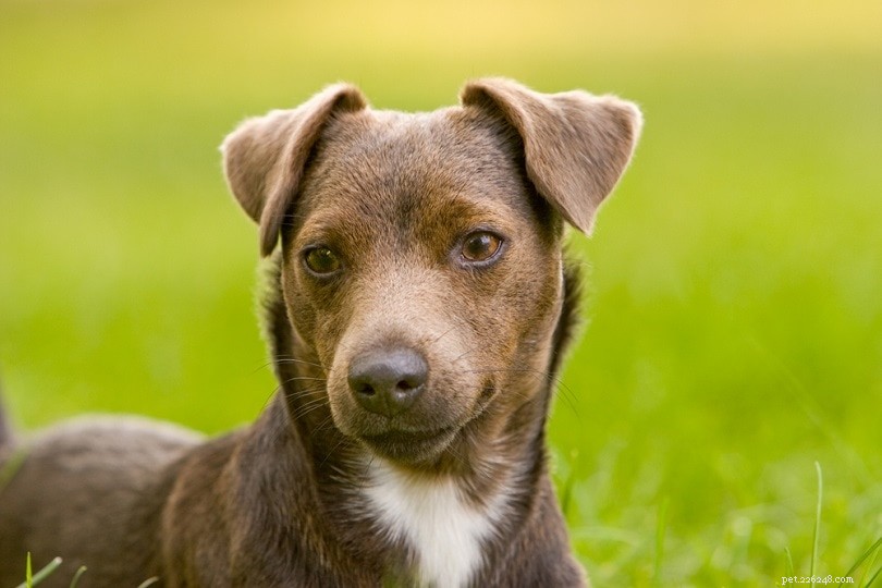 33 Classic English Dog Breeds: From Bullmastiff to Yorkshire Terrier