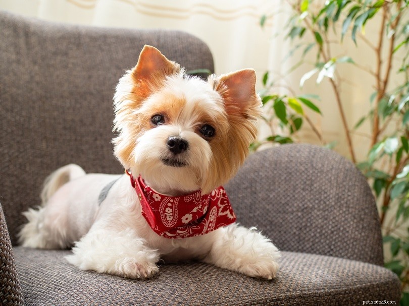 33 Classic English Dog Breeds: From Bullmastiff to Yorkshire Terrier