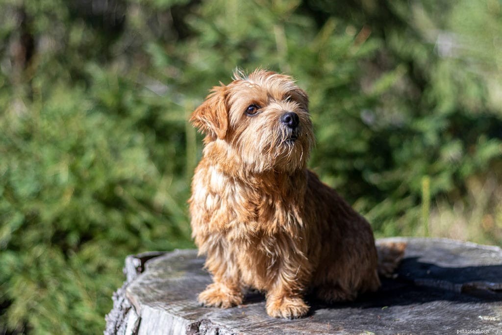 33 Classic English Dog Breeds: From Bullmastiff to Yorkshire Terrier