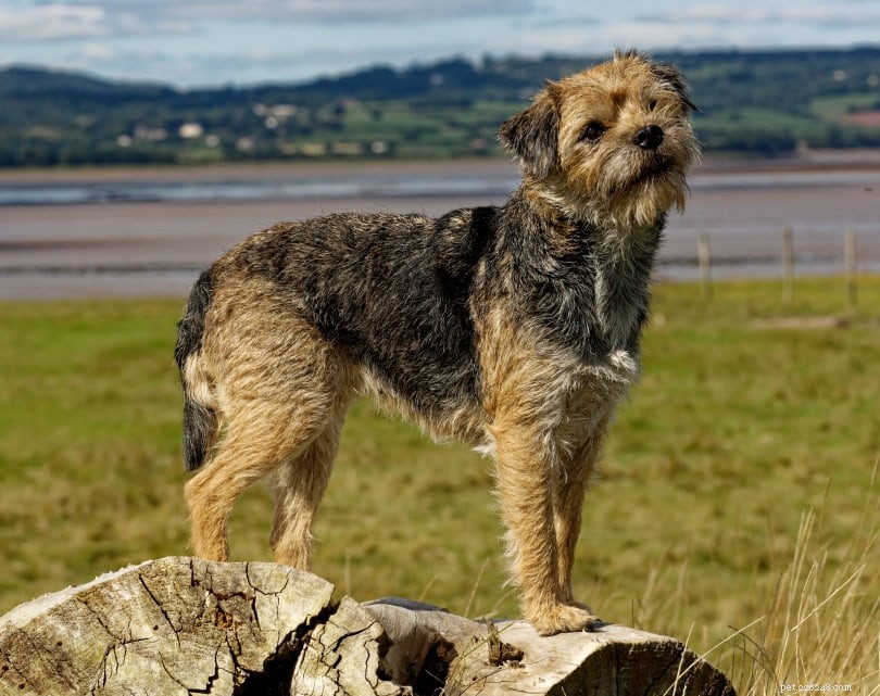 33 Classic English Dog Breeds: From Bullmastiff to Yorkshire Terrier
