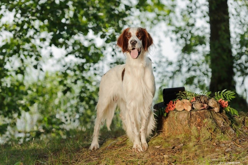 Explore Ireland’s 9 Iconic Dog Breeds: From Terriers to Rare Spaniels