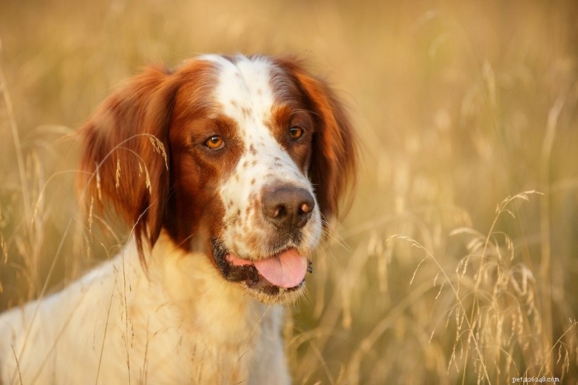 Explore Ireland’s 9 Iconic Dog Breeds: From Terriers to Rare Spaniels