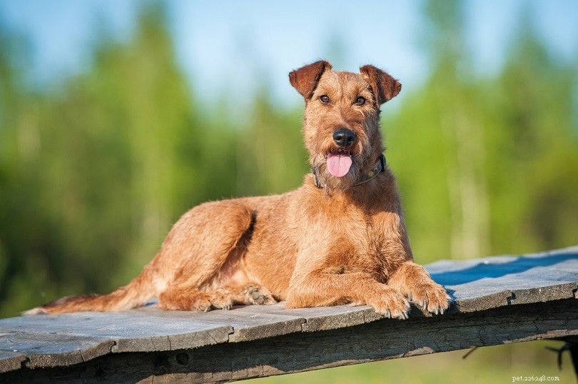 Explore Ireland’s 9 Iconic Dog Breeds: From Terriers to Rare Spaniels