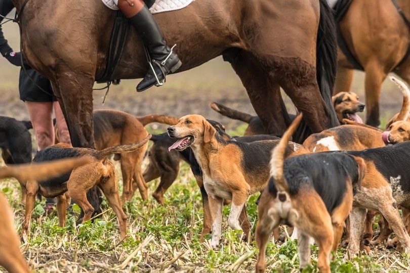 Explore Ireland’s 9 Iconic Dog Breeds: From Terriers to Rare Spaniels