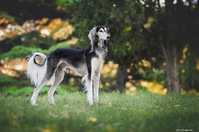 Four Legendary Egyptian Dog Breeds