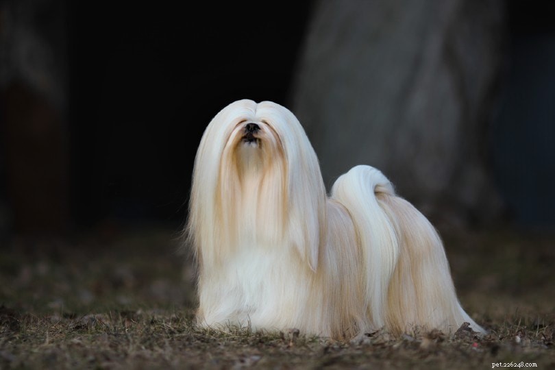Discover 22 Top Asian Dog Breeds