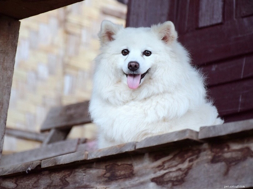 Discover 22 Top Asian Dog Breeds