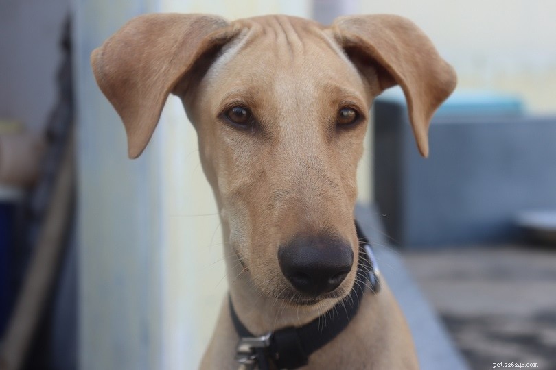Discover 22 Top Asian Dog Breeds