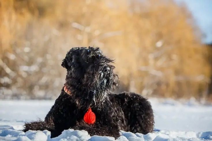 Discover 22 Top Asian Dog Breeds