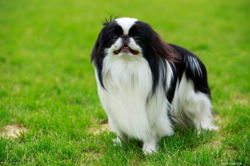 Discover 22 Top Asian Dog Breeds