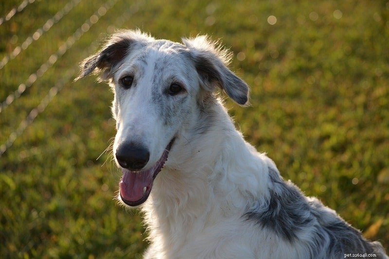 Discover 22 Top Asian Dog Breeds