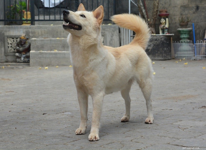 Discover 22 Top Asian Dog Breeds