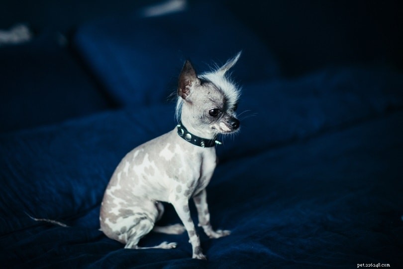Discover the Top 10 Hairless Dog Breeds – Low Shedding, Low Maintenance