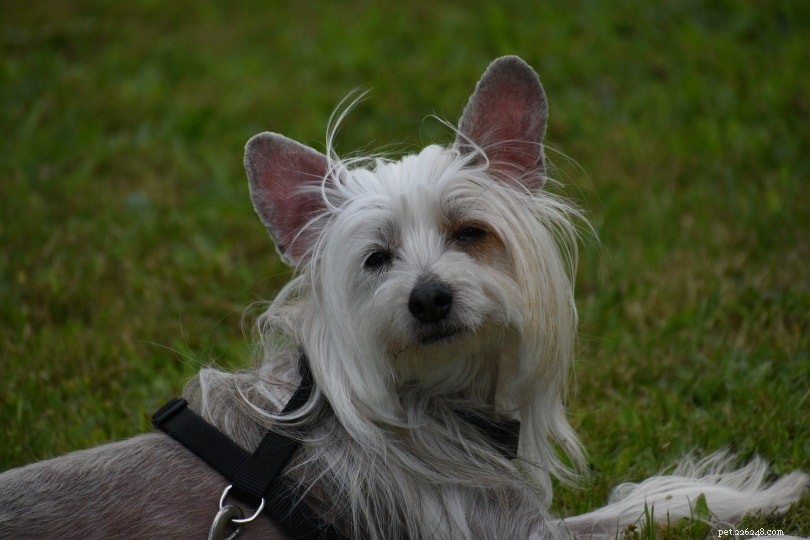 Discover the Top 10 Hairless Dog Breeds – Low Shedding, Low Maintenance
