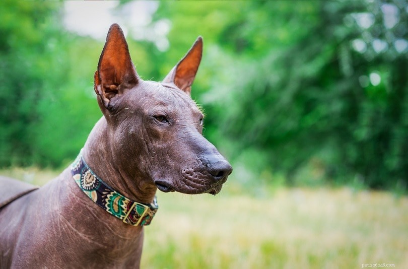 Discover the Top 10 Hairless Dog Breeds – Low Shedding, Low Maintenance