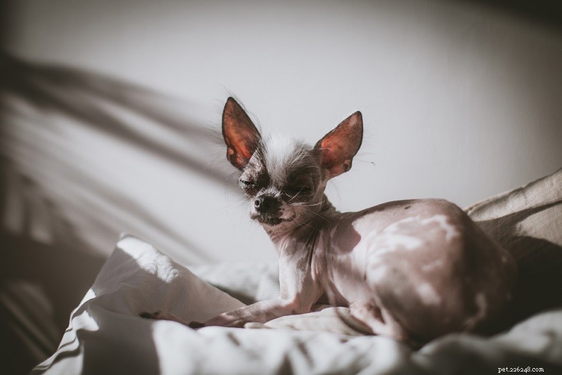 Discover the Top 10 Hairless Dog Breeds – Low Shedding, Low Maintenance