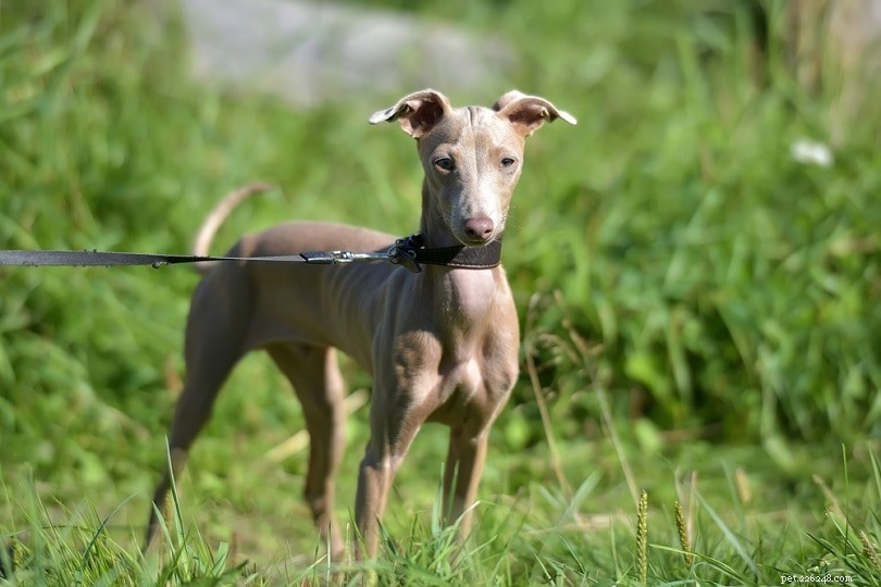 Discover the Top 10 Hairless Dog Breeds – Low Shedding, Low Maintenance