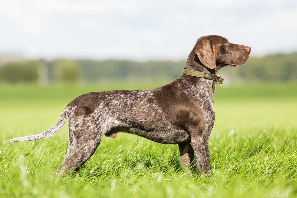 Explore 20 Brown Dog Breeds – From Small to Big, Fluffy to Sturdy, with Photos