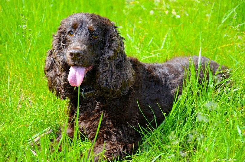 Explore 20 Brown Dog Breeds – From Small to Big, Fluffy to Sturdy, with Photos