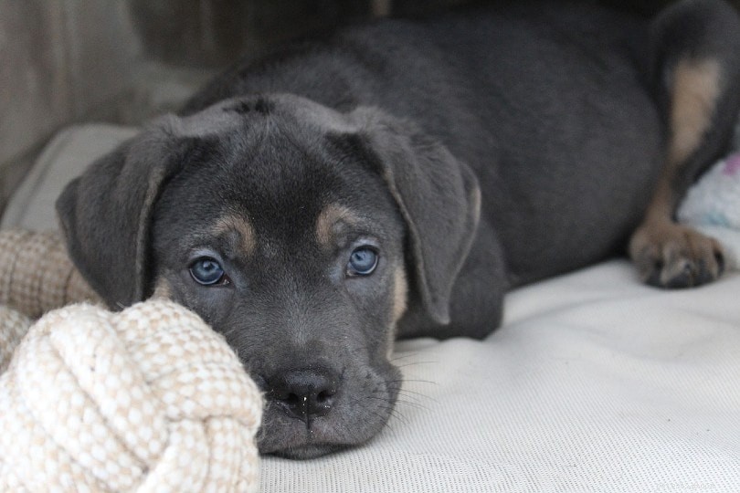 Explore 20 Brown Dog Breeds – From Small to Big, Fluffy to Sturdy, with Photos