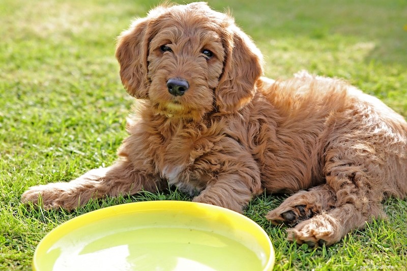 Explore 20 Brown Dog Breeds – From Small to Big, Fluffy to Sturdy, with Photos