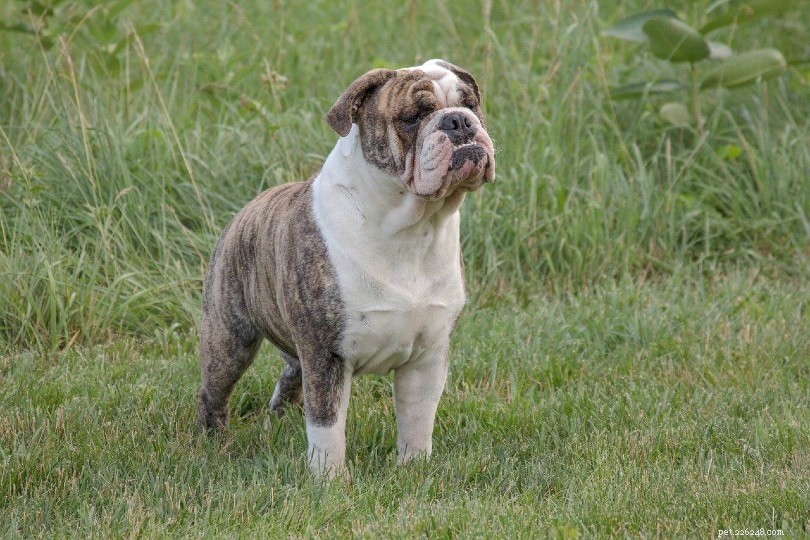 23 Dog Breeds That Trigger Allergies: What You Need to Know