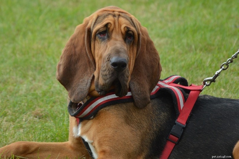 23 Dog Breeds That Trigger Allergies: What You Need to Know
