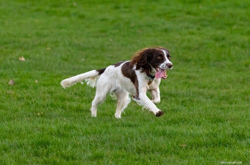 23 Dog Breeds That Trigger Allergies: What You Need to Know