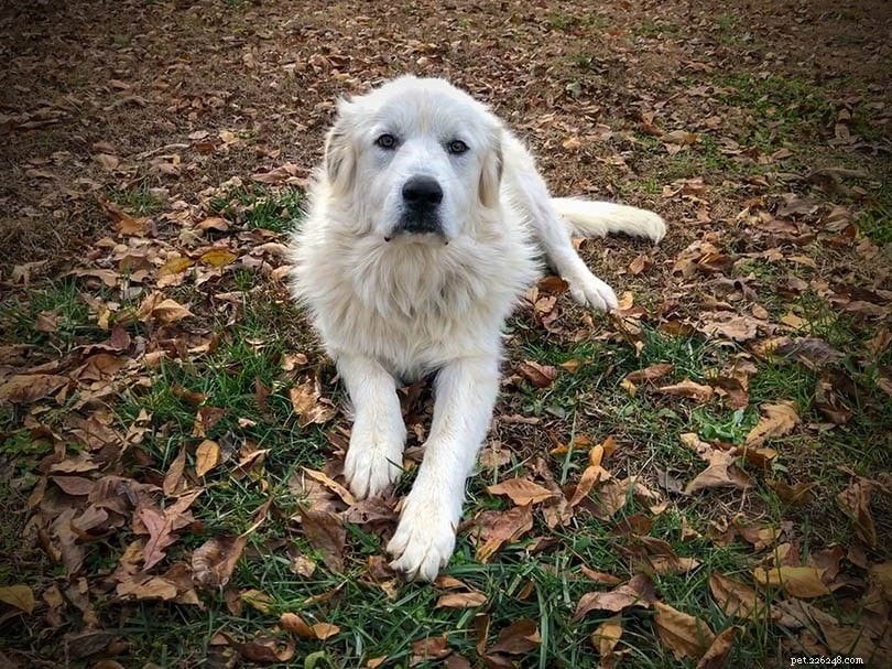 23 Dog Breeds That Trigger Allergies: What You Need to Know