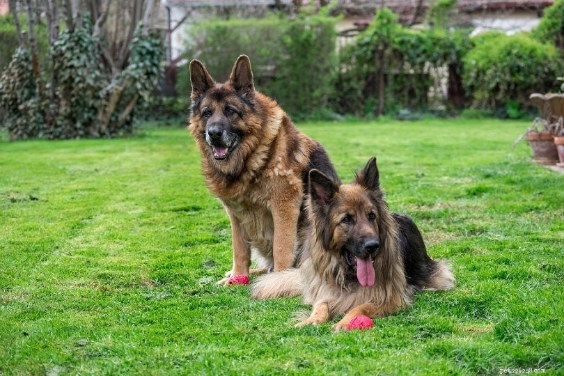23 Dog Breeds That Trigger Allergies: What You Need to Know