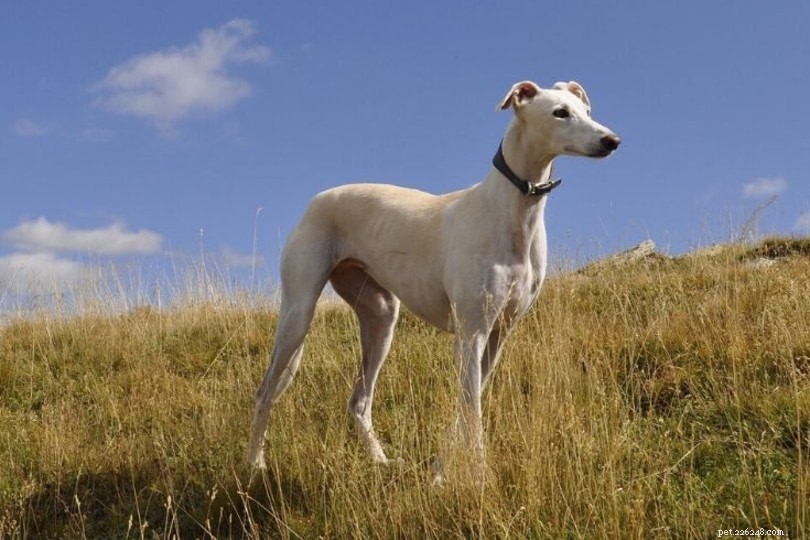 20 Dog Breeds That May Pose a Threat to Cats: What You Need to Know