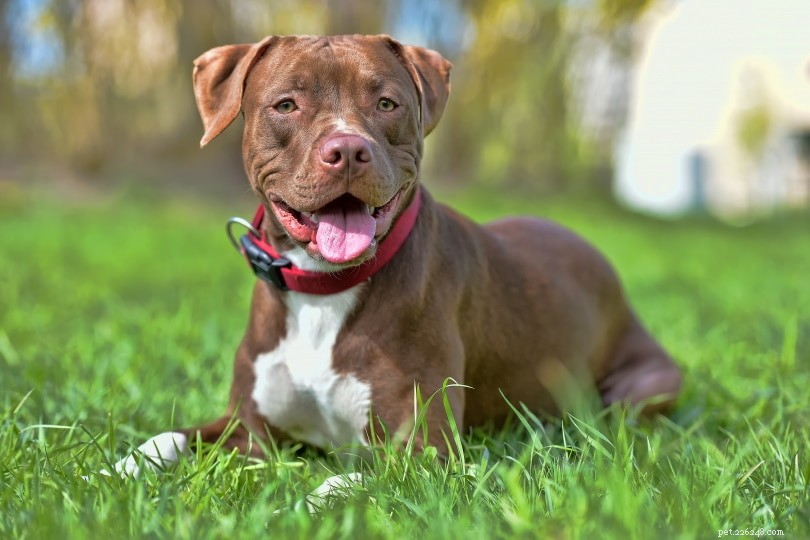 20 Dog Breeds That May Pose a Threat to Cats: What You Need to Know