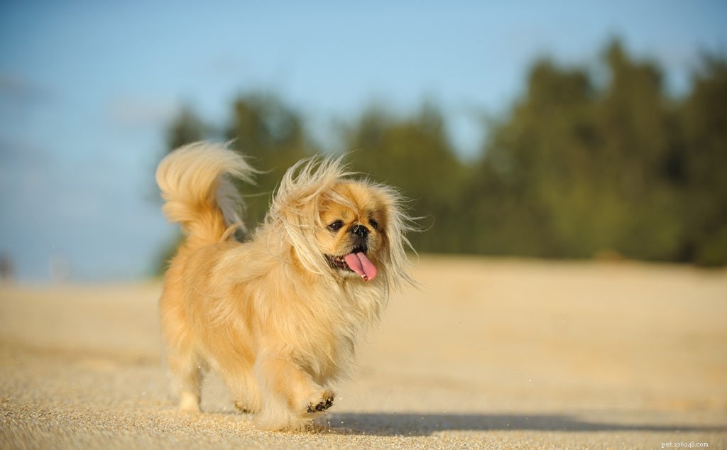 23 Dog Breeds That Trigger Allergies: What You Need to Know