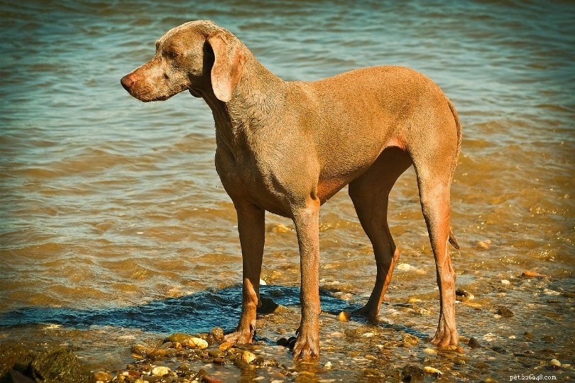20 Dog Breeds That May Pose a Threat to Cats: What You Need to Know
