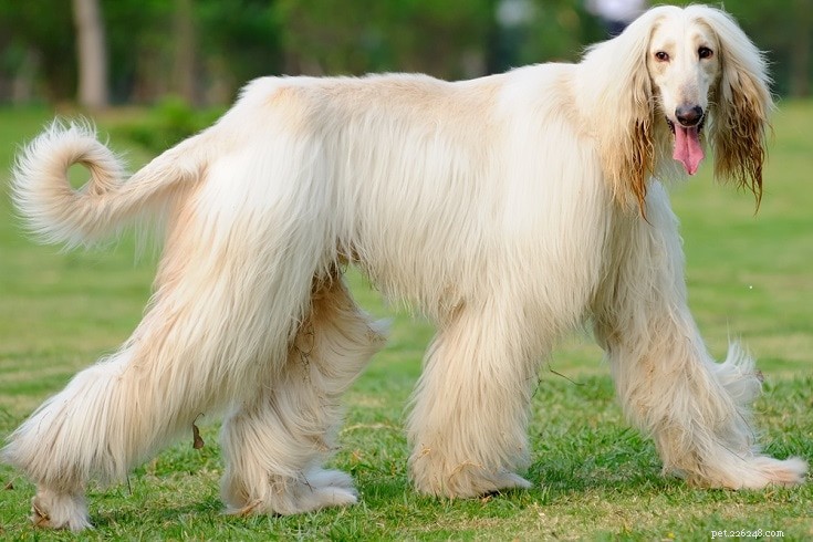 20 Dog Breeds That May Pose a Threat to Cats: What You Need to Know