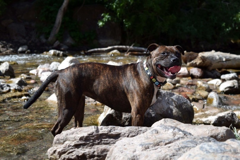 20 Dog Breeds That May Pose a Threat to Cats: What You Need to Know