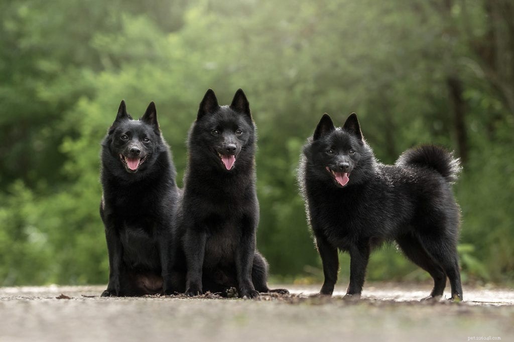 20 Dog Breeds That May Pose a Threat to Cats: What You Need to Know
