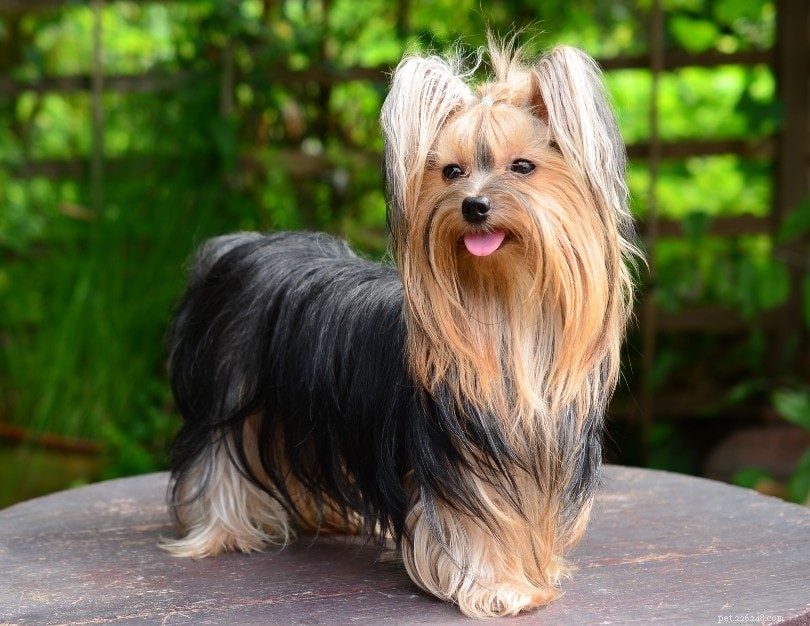 20 Dog Breeds That May Pose a Threat to Cats: What You Need to Know