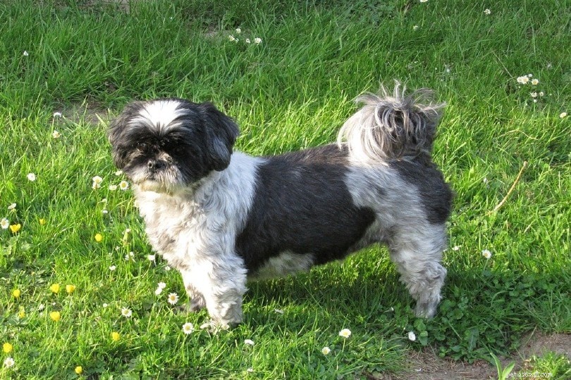 20 Dog Breeds That May Pose a Threat to Cats: What You Need to Know